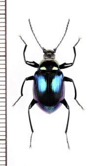 キマワリの一種　Amarygminae species　♂　ベトナム中部