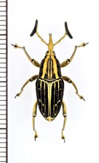 オサゾウムシの一種　Cercidocerus sp.　♂　ベトナム中部