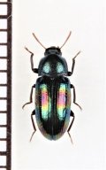 ゴミムシダマシの一種　Tenebrionidae species　ベトナム中部