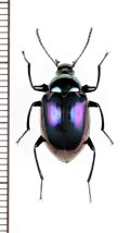 キマワリの一種　Amarygminae species　♀　ベトナム中部