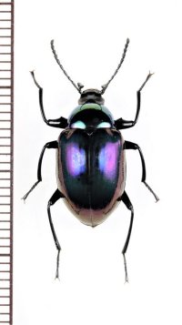キマワリの一種　Amarygminae species　♀　ベトナム中部