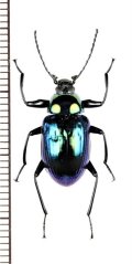キマワリの一種　Amarygminae species　♂　ベトナム中部