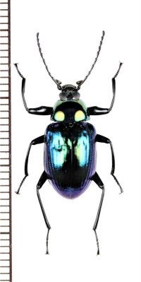 キマワリの一種　Amarygminae species　♂　ベトナム中部