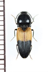 コメツキムシの一種　Paracardiophorus sp.　♀   ベトナム北東部