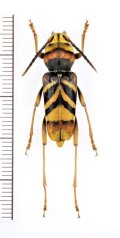 トラフカミキリ　特大♀27mm　埼玉県