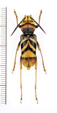 トラフカミキリ　特大♀27mm　埼玉県
