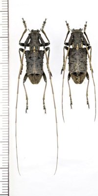 カミキリムシの一種　Propedicellus vitalisi　ペア　 ベトナム北東部