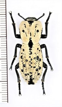アトコブゴミムシダマシの一種　Zopherus chilensis　メキシコ