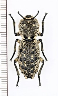 アトコブゴミムシダマシの一種　Zopherus jourdani　メキシコ