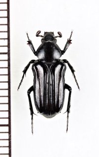 スジホソハナムグリ　♀　石垣島