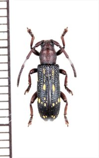 ミツギリゾウムシ擬態のカミキリムシの一種　Apomecyna sp.　ベトナム中部