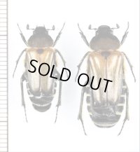 ツチバチ擬態のコフキコガネの一種　Rhadinolontha mimetica　ペア　 ベトナム中部