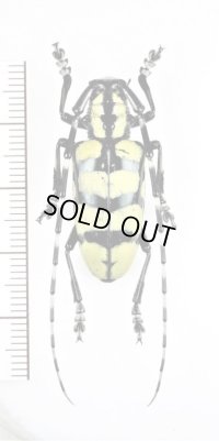 カミキリムシの一種　Anoplophora horsfieldii 　♂　ベトナム北東部