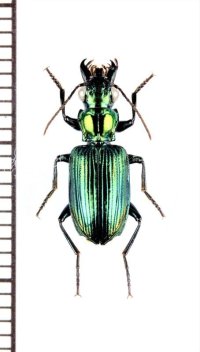 ゴミムシの一種　Catascopus bornensis　インドネシア（スマトラ島）