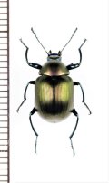 キマワリの一種　Amarygminae species　ベトナム北中部
