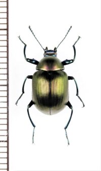 キマワリの一種　Amarygminae species　ベトナム北中部