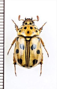 コガネムシの一種　Lutera nigromaculata　ベトナム南部