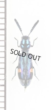 カッコウムシの一種 　Cleridae species 　ベトナム北中部