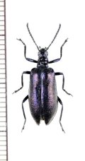 ハムシダマシの一種　Lagria sp.　ベトナム中部
