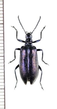 ハムシダマシの一種　Lagria sp.　ベトナム中部