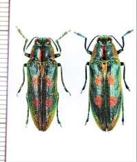タマムシの一種　Sapaia brodskyi　ペア　ベトナム北東部