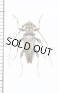 地衣類擬態のカミキリムシの一種　Tetrorea cilipes　ニュージーランド