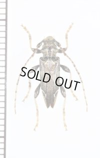地衣類擬態のカミキリムシの一種　Tetrorea cilipes　ニュージーランド