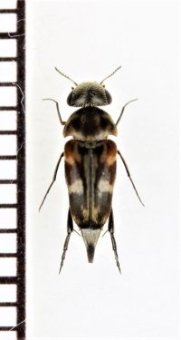 リュウキュウモンハナノミ　奄美大島