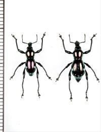 カタゾウムシの一種　Sphenomorpha sp.　ペア　インドネシア（ワイゲオ島）