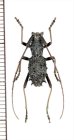 画像1: カミキリムシの一種　Lonyarbon sp.　♂　中国（雲南省） (1)