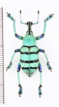 ホウセキゾウムシの一種　 Eupholus schoenherri 　インドネシア（ニューギニア島）