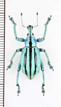 ホウセキゾウムシの一種　 Eupholus cuvieri　インドネシア（ニューギニア島）