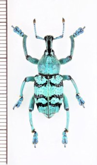 ホウセキゾウムシの一種　Eupholus chevrolatii 　インドネシア（トランガン島）