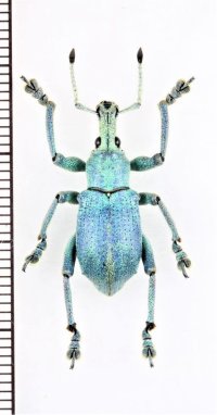 ホウセキゾウムシの一種　 Eupholus bruijni　インドネシア（ニューギニア島）
