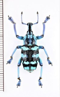 ホウセキゾウムシの一種　Eupholus linnei 　インドネシア（ケイ・ベサル島）