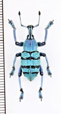 ホウセキゾウムシの一種　 Eupholus geoffroyii　インドネシア（ニューギニア島）