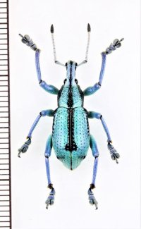 ホウセキゾウムシの一種　 Eupholus prasinus　インドネシア（ニューギニア島）