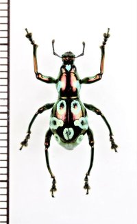 カタゾウムシの一種　Pachyrhynchus elegans　♂　フィリピン(サマール島)