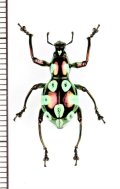 カタゾウムシの一種　Pachyrhynchus elegans　♀　フィリピン(サマール島)