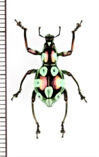 カタゾウムシの一種　Pachyrhynchus elegans　♀　フィリピン(サマール島)