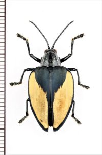 トゲハムシの一種　Pseudocalaspidea cassidea　ペルー