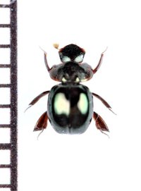 マンマルコガネの一種　Ceratocanthinae species　マダガスカル