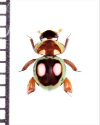 マンマルコガネの一種　Ceratocanthinae species　ペルー