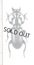 ゴミムシの一種　Carabidae species　ペルー