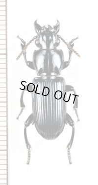 ゴミムシの一種　Carabidae species　ペルー