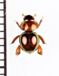 マンマルコガネの一種　Ceratocanthinae species　ペルー