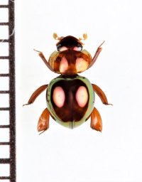 マンマルコガネの一種　Ceratocanthinae species　ペルー