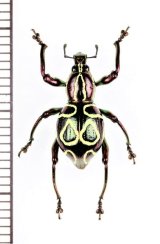 カタゾウムシの一種　Pachyrhynchus octoannulatus　フィリピン(ミンダナオ島)