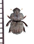 マンマルコガネの一種　Ceratocanthinae species　マレーシア