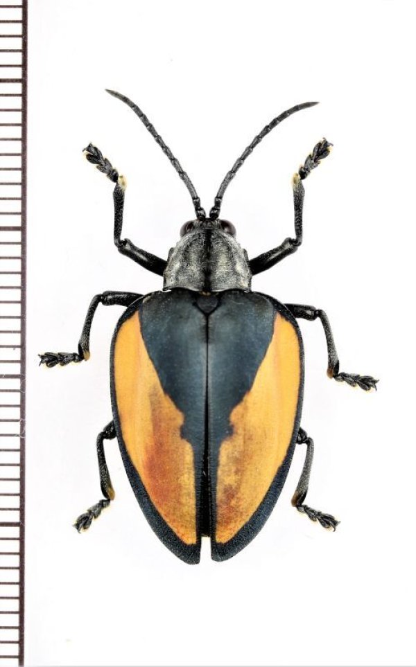 画像1: トゲハムシの一種　Pseudocalaspidea cassidea　ペルー